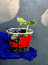 Epipremnum Global Japan - EXACT Japanese Global Pothos - (June-22-114)