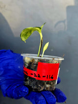 Epipremnum Global Japan - EXACT Japanese Global Pothos - (June-22-116)