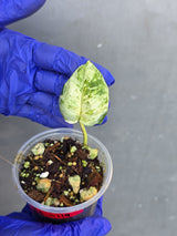 Epipremnum Global Japan - EXACT Japanese Global Pothos - (June-22-119)
