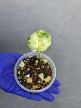 Epipremnum Global Japan - EXACT Japanese Global Pothos - (June-22-119)