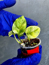 Epipremnum Global Japan - EXACT Japanese Global Pothos - (June-22-112)