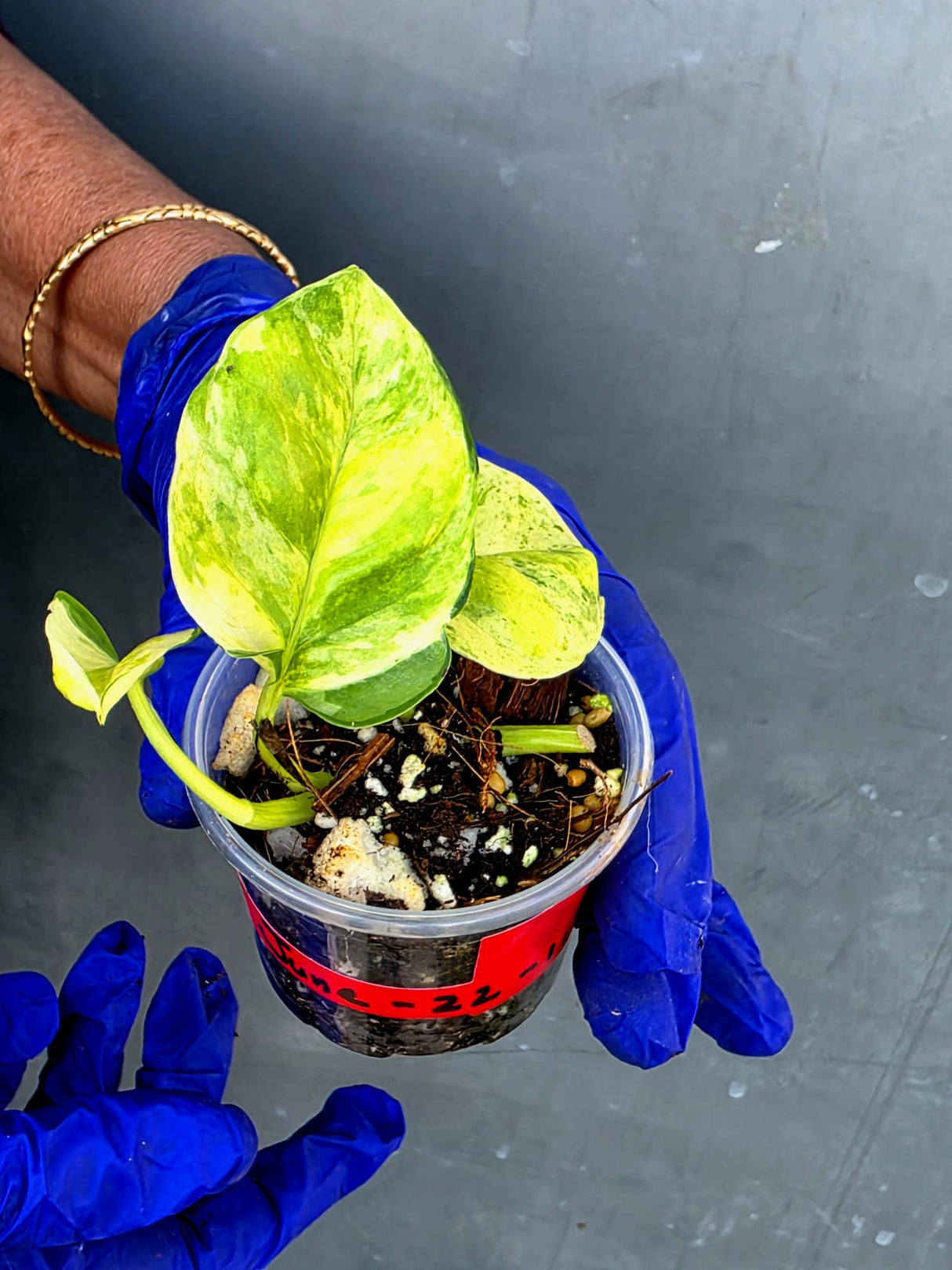 Epipremnum Global Japan - EXACT Japanese Global Pothos - (June-22-112)