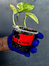 Epipremnum Global Japan - EXACT Japanese Global Pothos - (June-22-112)