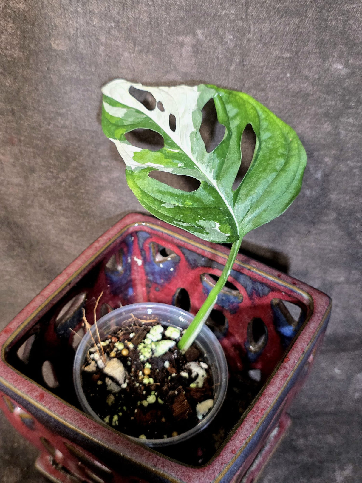 Variegated Monstera Adansonii Albo - Rare Exact Plant - (June-30-01)