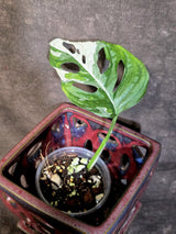 Variegated Monstera Adansonii Albo - Rare Exact Plant - (June-30-01)