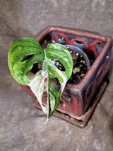 Variegated Monstera Adansonii Albo - Rare Exact Plant - (June-30-01)