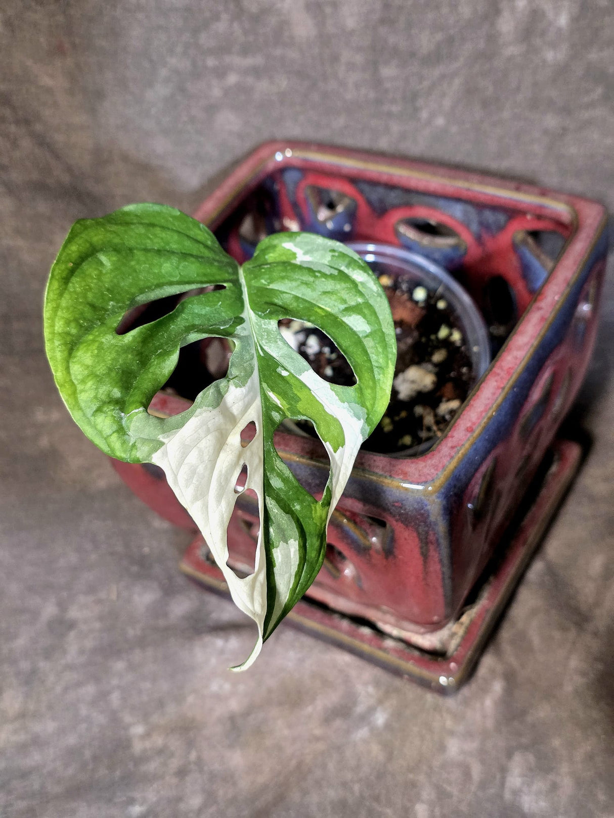 Variegated Monstera Adansonii Albo - Rare Exact Plant - (June-30-01)
