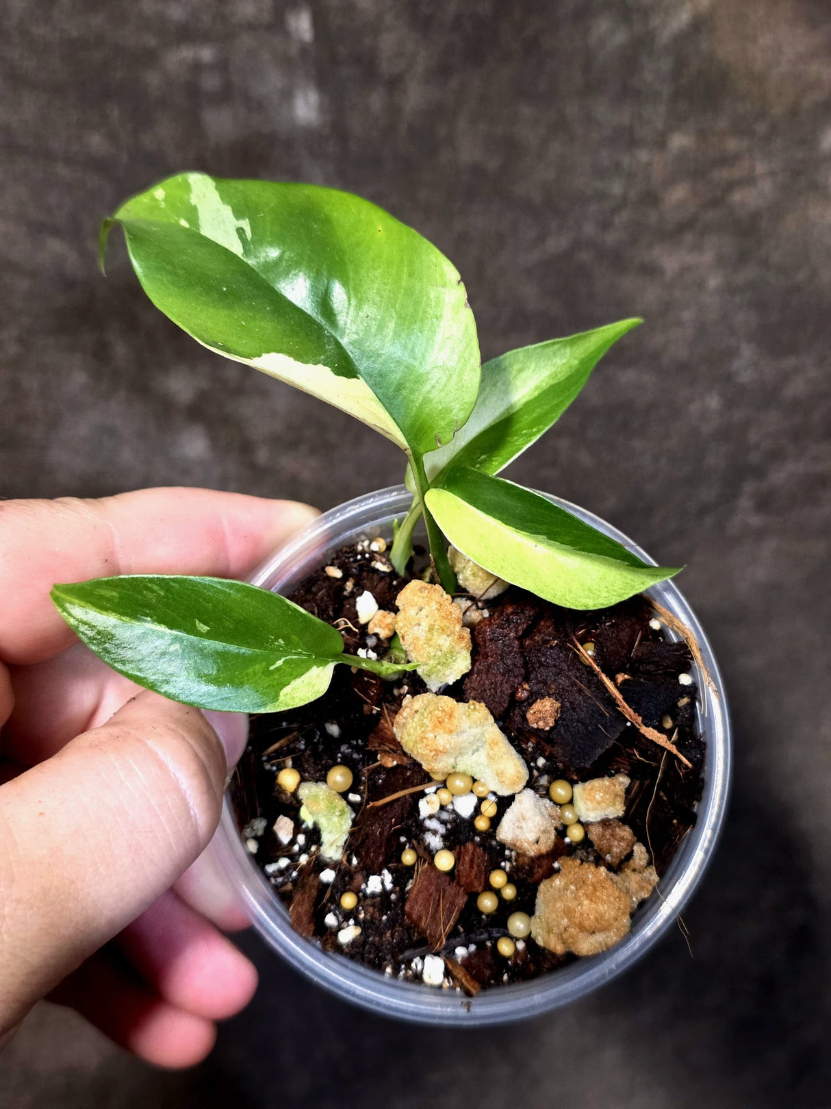 Variegated Rhaphidophora Tetrasperma Albo - Exact Plant - (June-30-02)