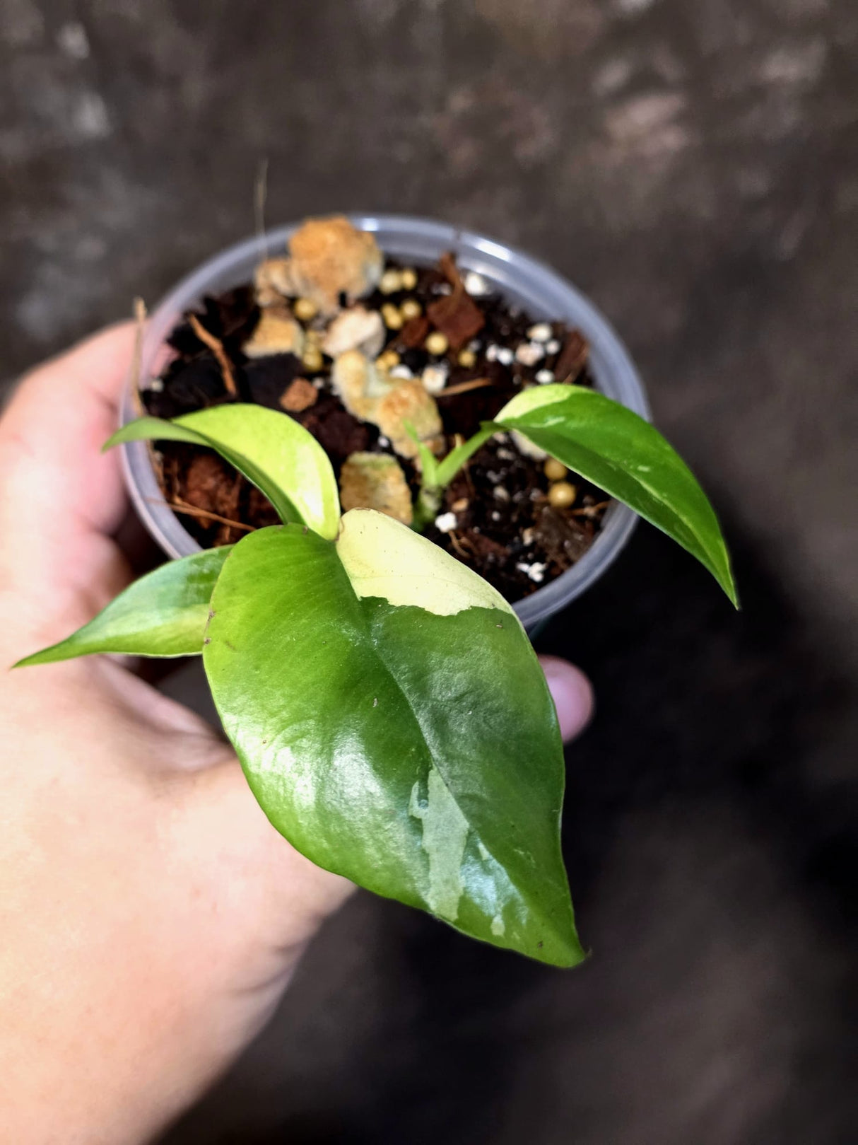 Variegated Rhaphidophora Tetrasperma Albo - Exact Plant - (June-30-02)
