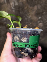 Variegated Rhaphidophora Tetrasperma Albo - Exact Plant - (June-30-02)