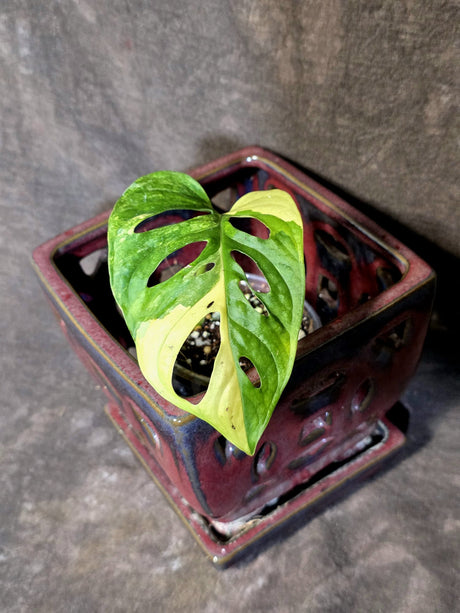 Monstera Adansonii Aurea Variegated - Swiss Cheese Plant - (June-30-03)