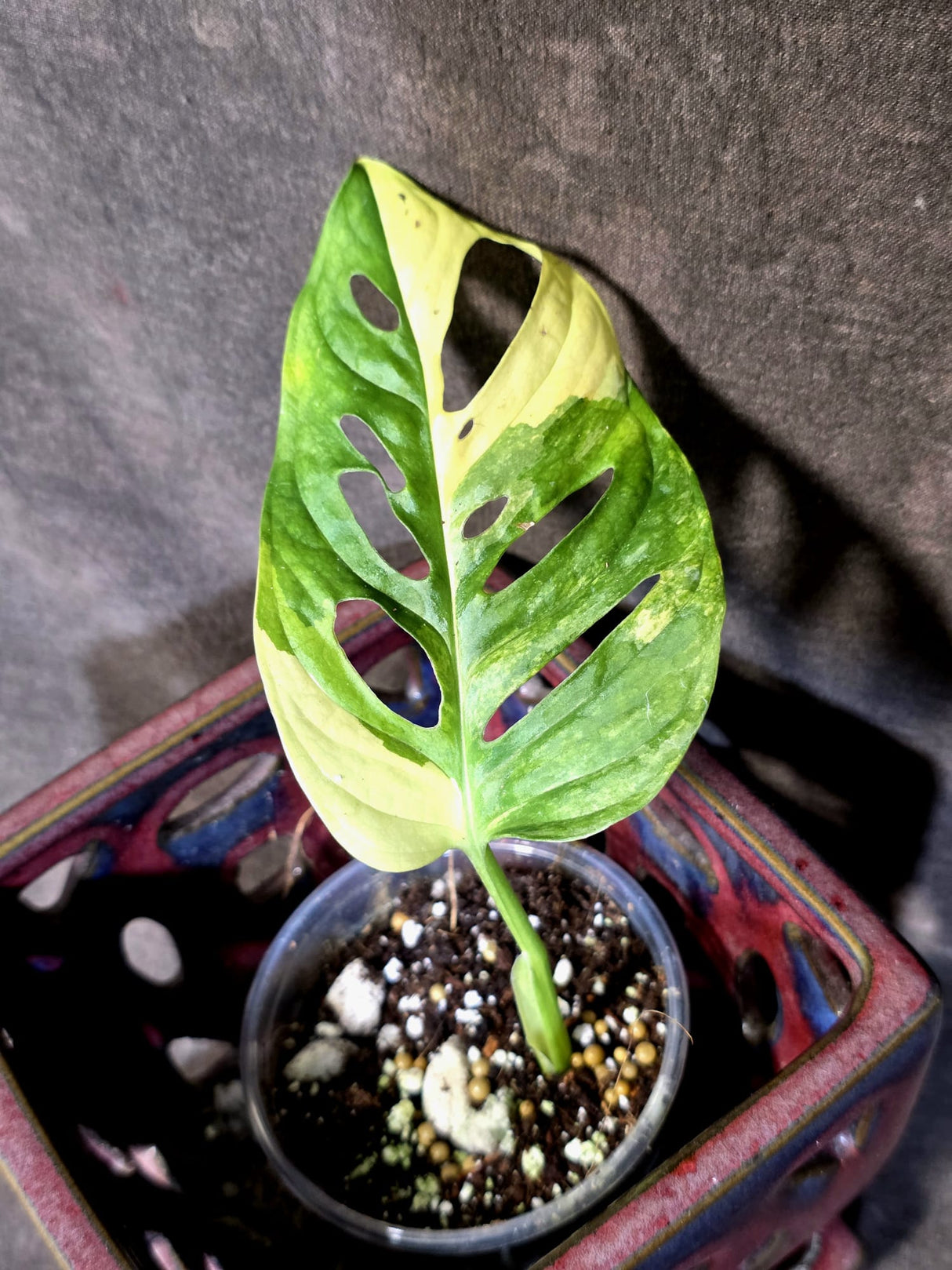 Monstera Adansonii Aurea Variegated - Swiss Cheese Plant - (June-30-03)