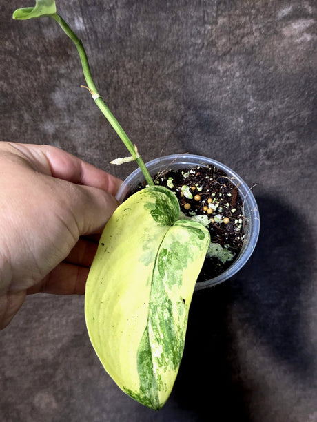 Scindapsus Jade Satin Variegated - Yellow Variegation - (June-30-05)