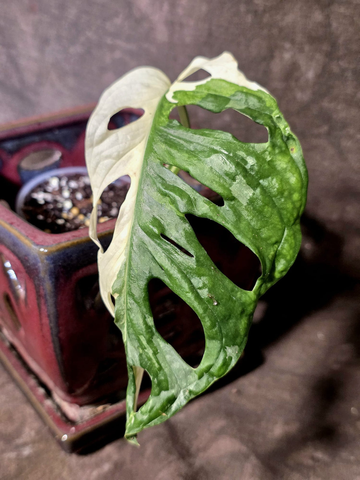 Variegated Monstera Adansonii Albo - Rare Exact Plant - (June-30-06)