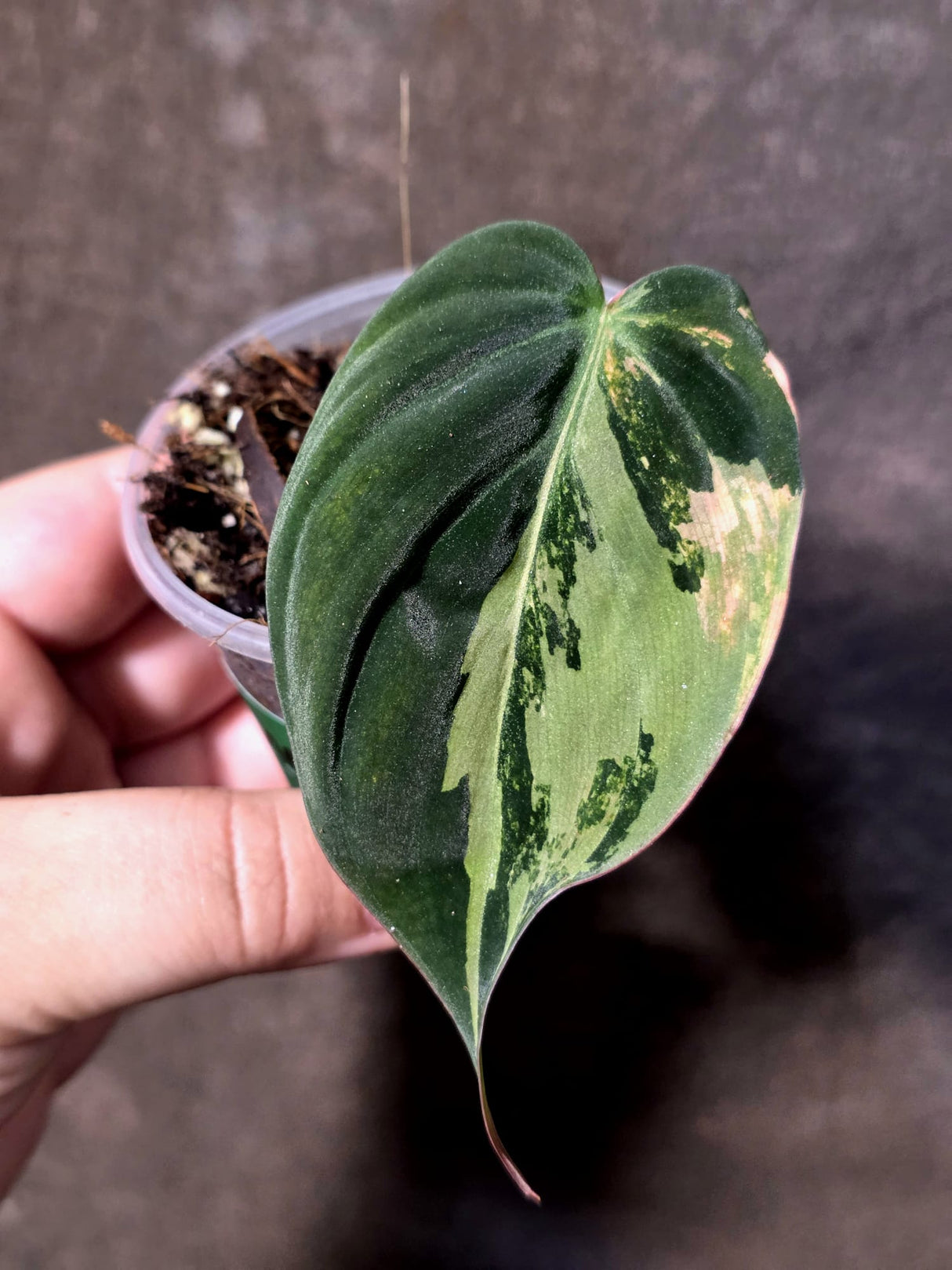 Variegated Philodendron Mican Aurea - Rare Exact Plant - (June-30-07)