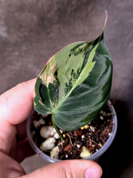 Variegated Philodendron Mican Aurea - Rare Exact Plant - (June-30-07)