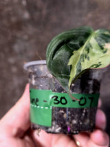 Variegated Philodendron Mican Aurea - Rare Exact Plant - (June-30-07)