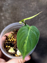 Variegated Philodendron Mican Aurea - Rare Exact Plant - (June-30-08)
