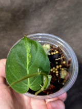 Variegated Philodendron Mican Aurea - Rare Exact Plant - (June-30-08)
