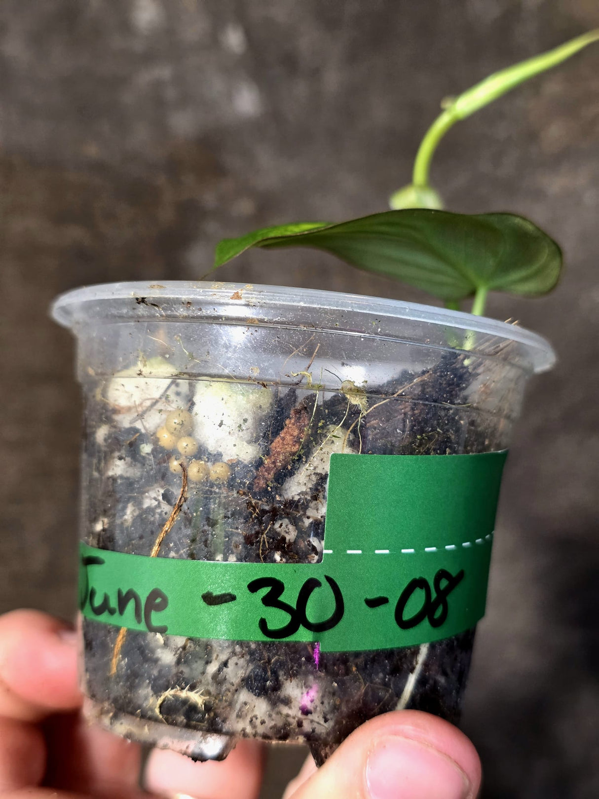 Variegated Philodendron Mican Aurea - Rare Exact Plant - (June-30-08)