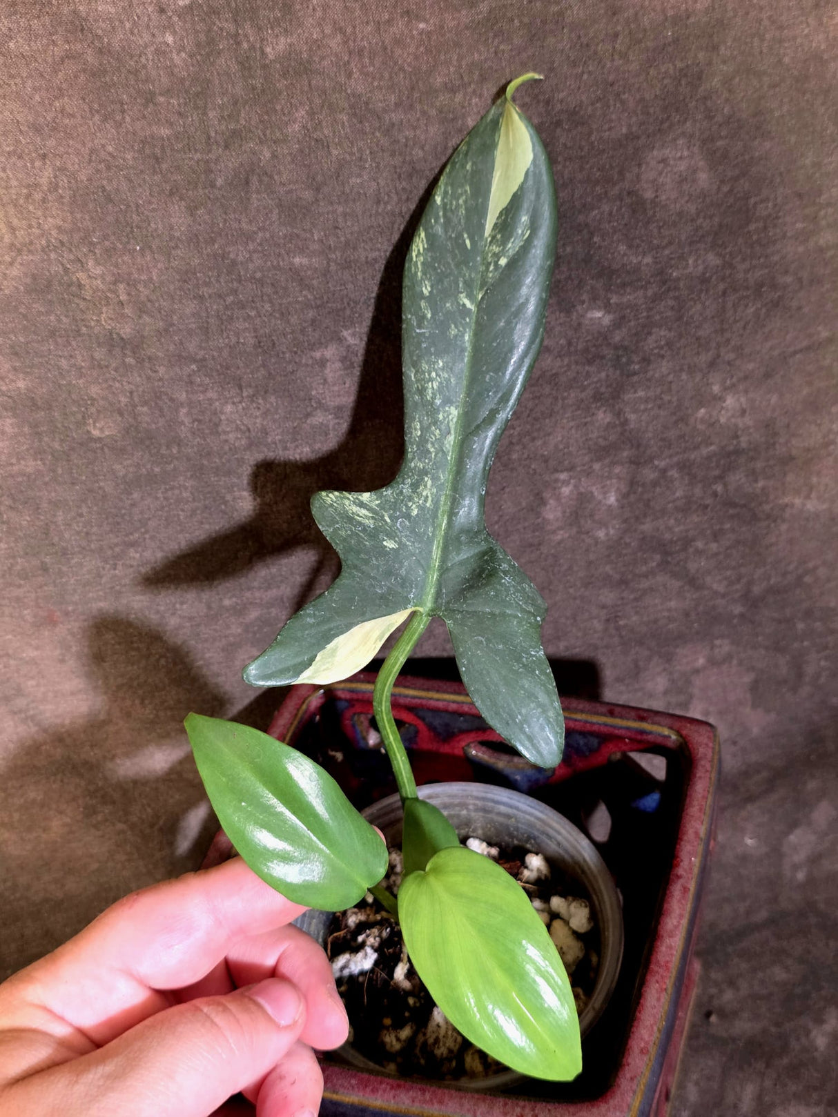 Variegated Philodendron Bipennifolium - Exact Plant - (June-30-12)