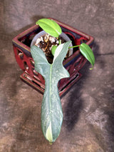 Variegated Philodendron Bipennifolium - Exact Plant - (June-30-12)