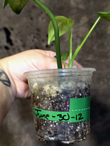Variegated Philodendron Bipennifolium - Exact Plant - (June-30-12)