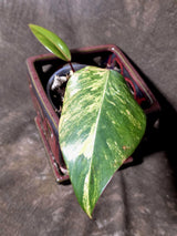 Variegated Philodendron Strawberry Shake - EXACT Plant - (June-30-13)