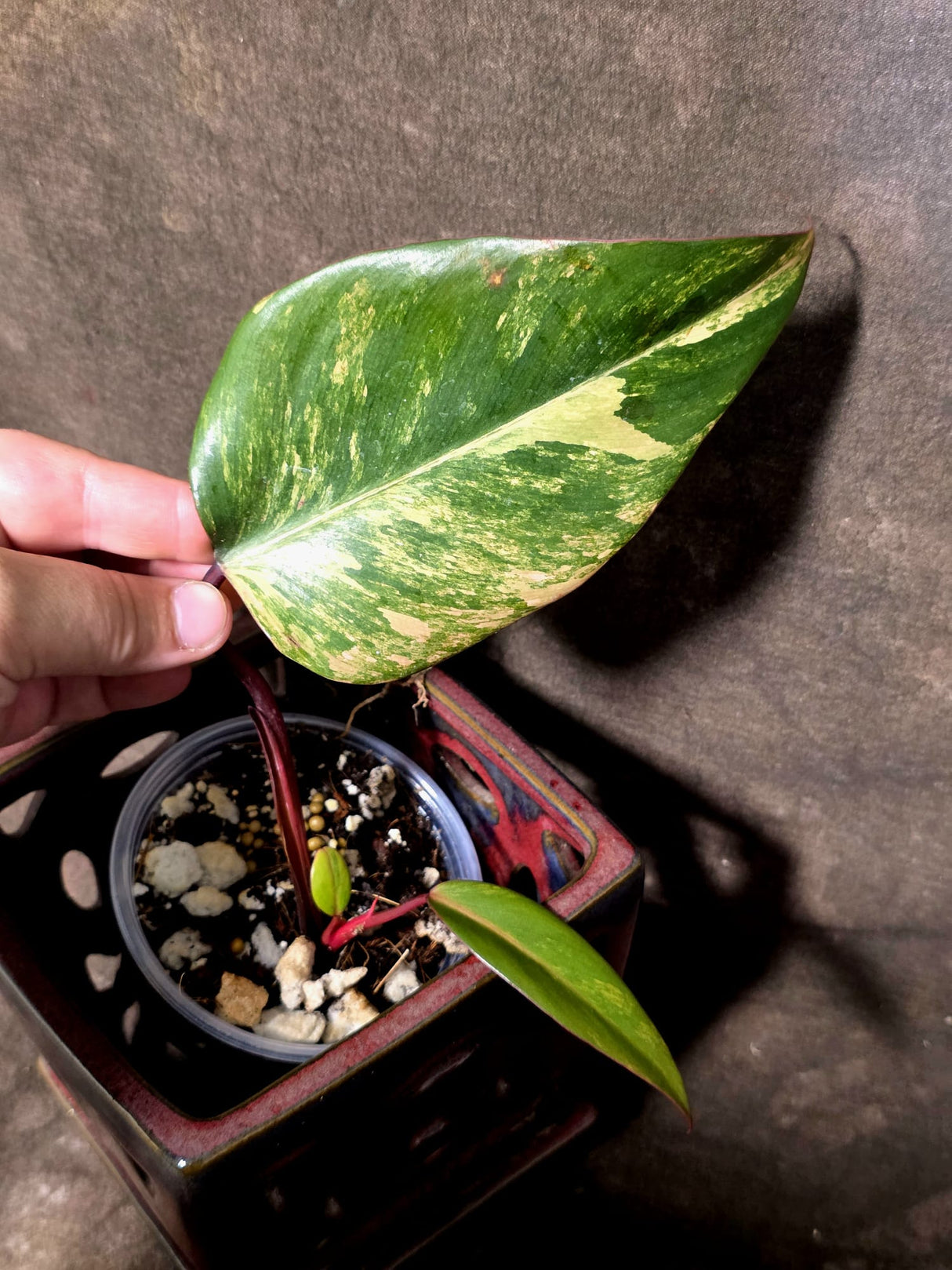 Variegated Philodendron Strawberry Shake - EXACT Plant - (June-30-13)
