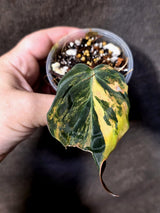 Variegated Philodendron Mican Aurea - Rare Exact Plant - (June-30-09)