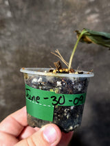 Variegated Philodendron Mican Aurea - Rare Exact Plant - (June-30-09)