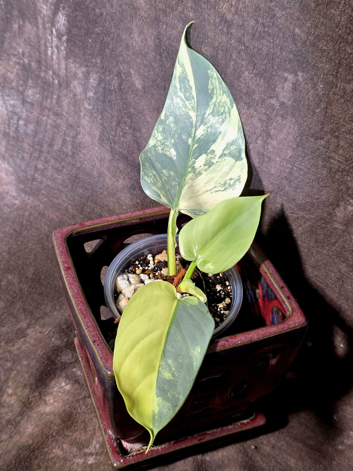 Philodendron Silver Sword Variegated - Exact Rare Plant - (June-30-10)