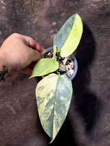 Philodendron Silver Sword Variegated - Exact Rare Plant - (June-30-10)