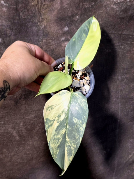 Philodendron Silver Sword Variegated - Exact Rare Plant - (June-30-10)