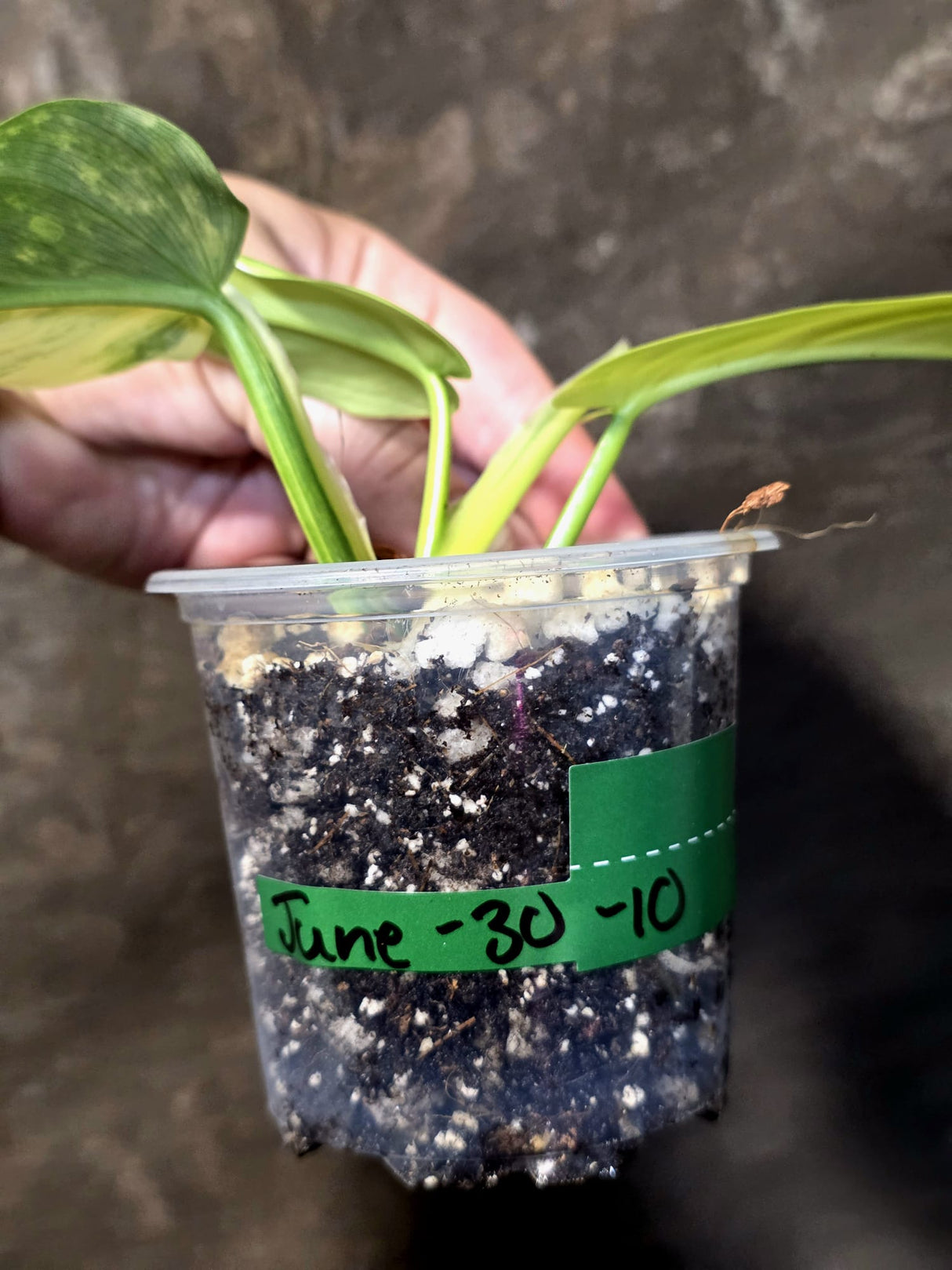 Philodendron Silver Sword Variegated - Exact Rare Plant - (June-30-10)