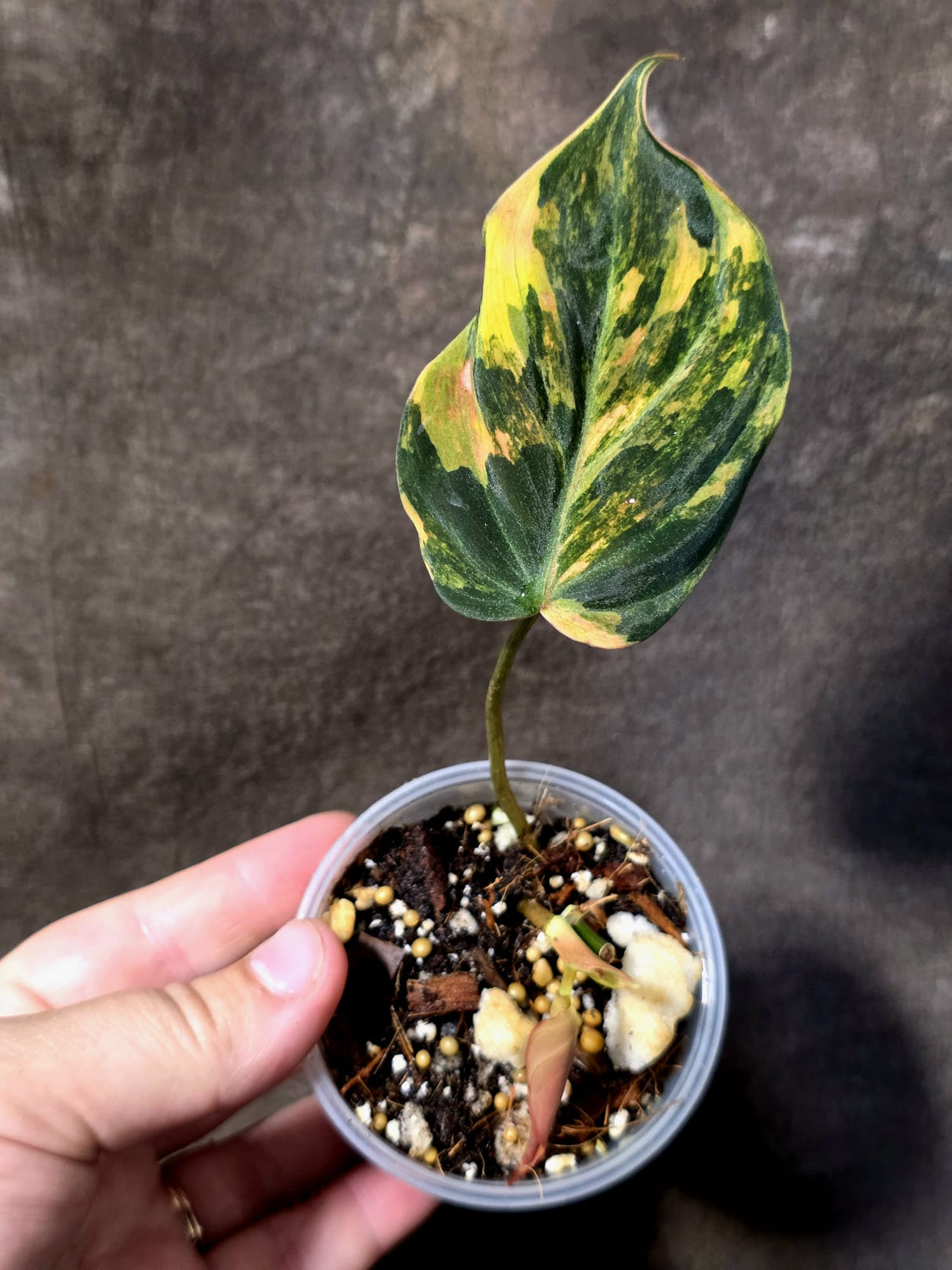 Variegated Philodendron Mican Aurea - Rare Exact Plant - (June-30-11)