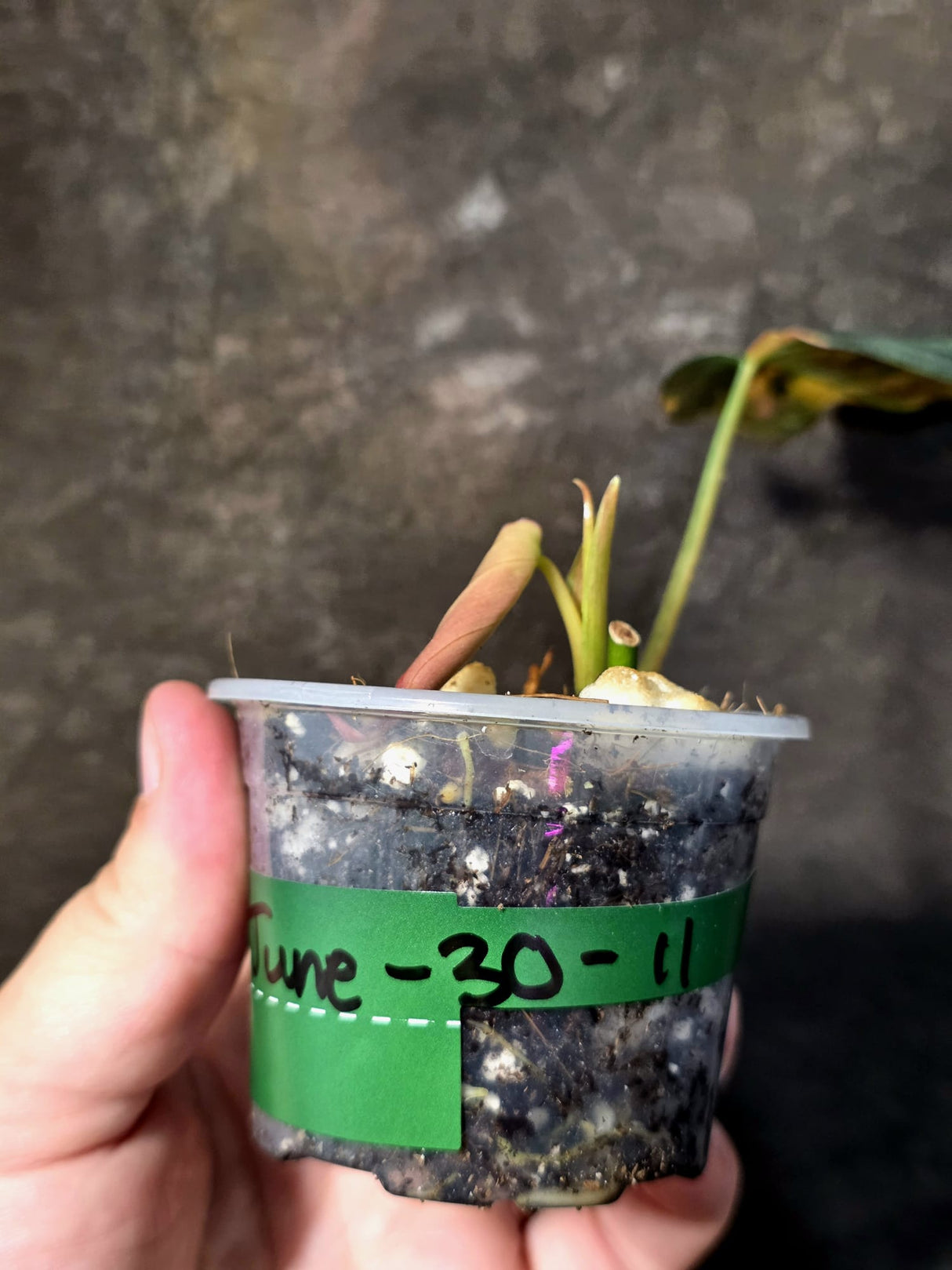 Variegated Philodendron Mican Aurea - Rare Exact Plant - (June-30-11)
