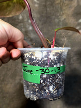 Variegated Philodendron Strawberry Shake - EXACT Plant - (June-30-13)