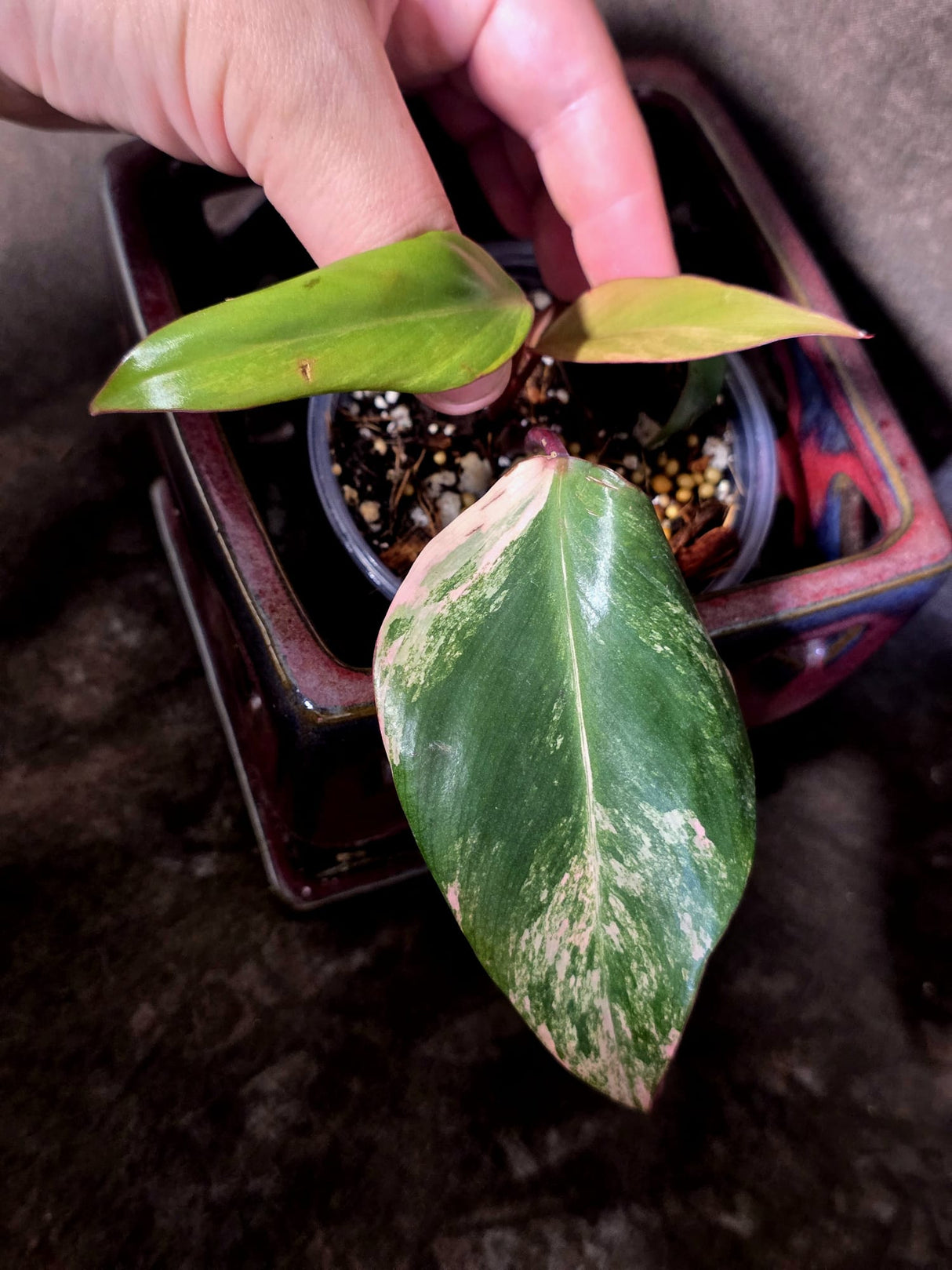Variegated Philodendron Strawberry Shake - EXACT Plant - (June-30-14)