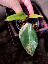 Variegated Philodendron Strawberry Shake - EXACT Plant - (June-30-14)