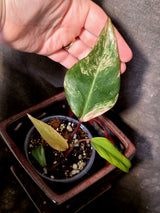 Variegated Philodendron Strawberry Shake - EXACT Plant - (June-30-14)