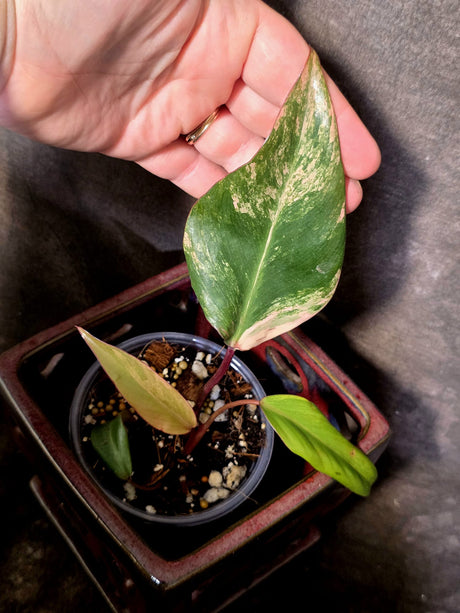Variegated Philodendron Strawberry Shake - EXACT Plant - (June-30-14)
