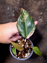 Variegated Philodendron Strawberry Shake - EXACT Plant - (June-30-14)