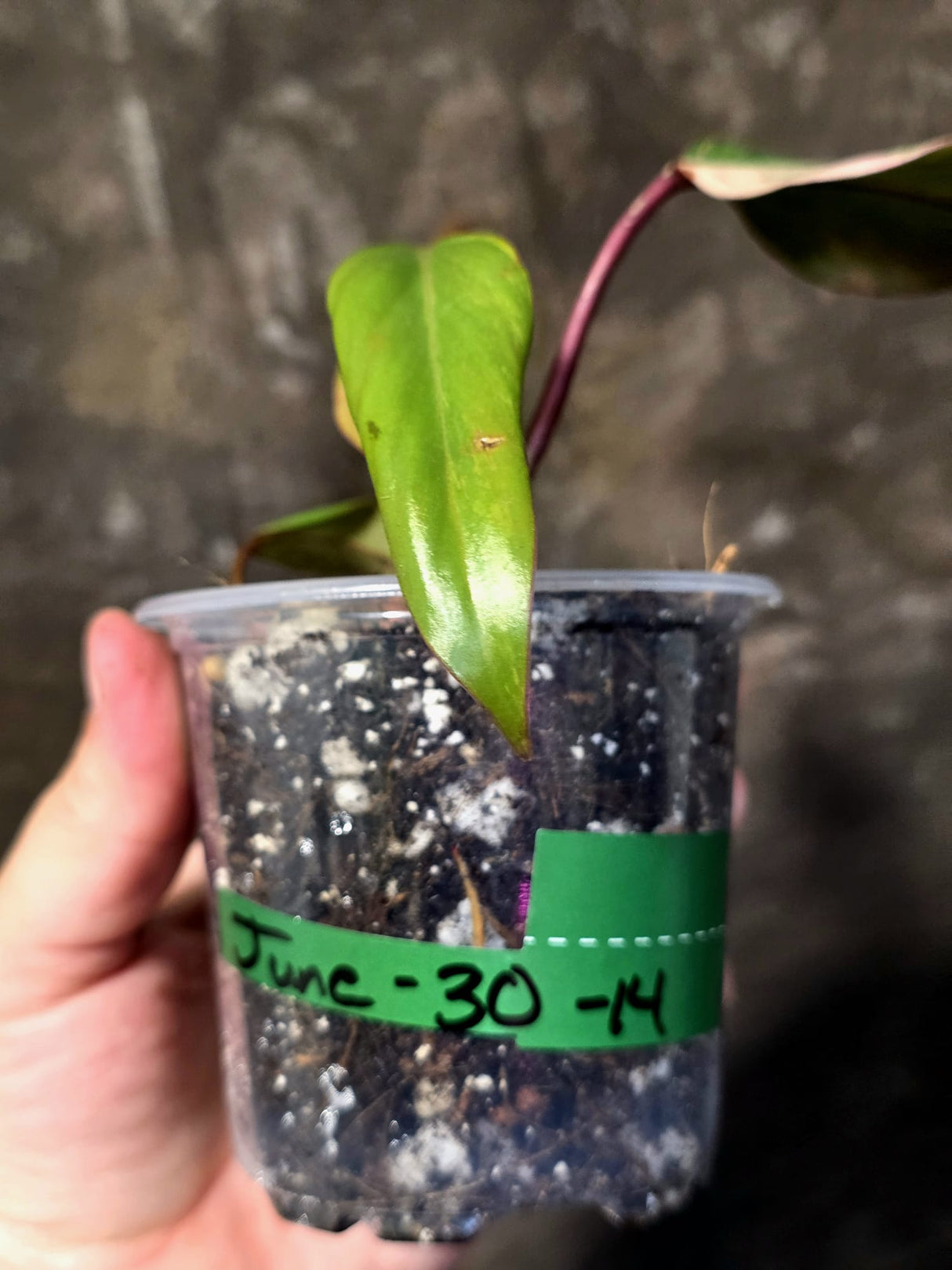 Variegated Philodendron Strawberry Shake - EXACT Plant - (June-30-14)
