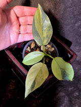 Philodendron Silver Sword Variegated - Exact Rare Plant - (June-30-16)