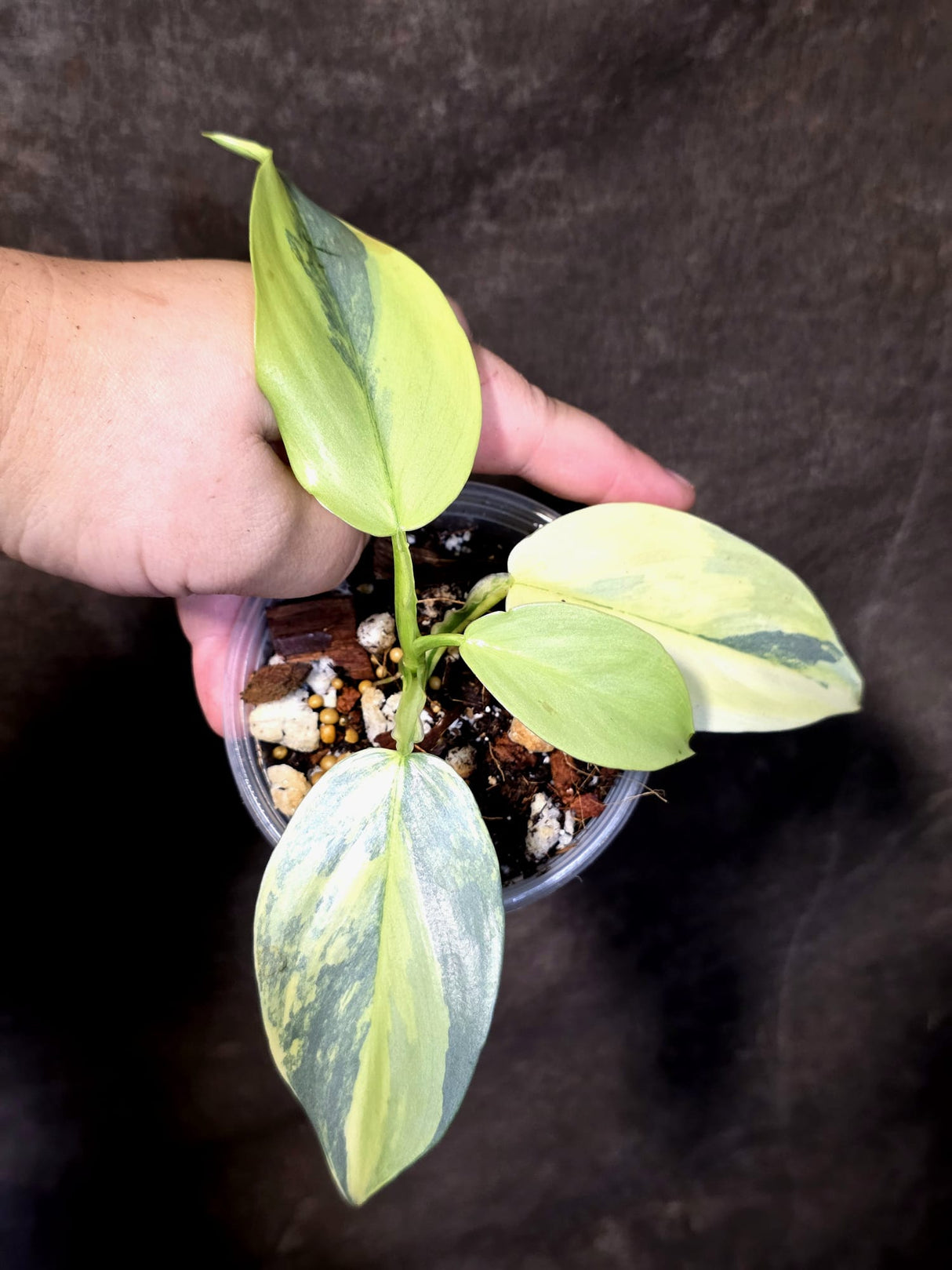 Philodendron Silver Sword Variegated - Exact Rare Plant - (June-30-16)