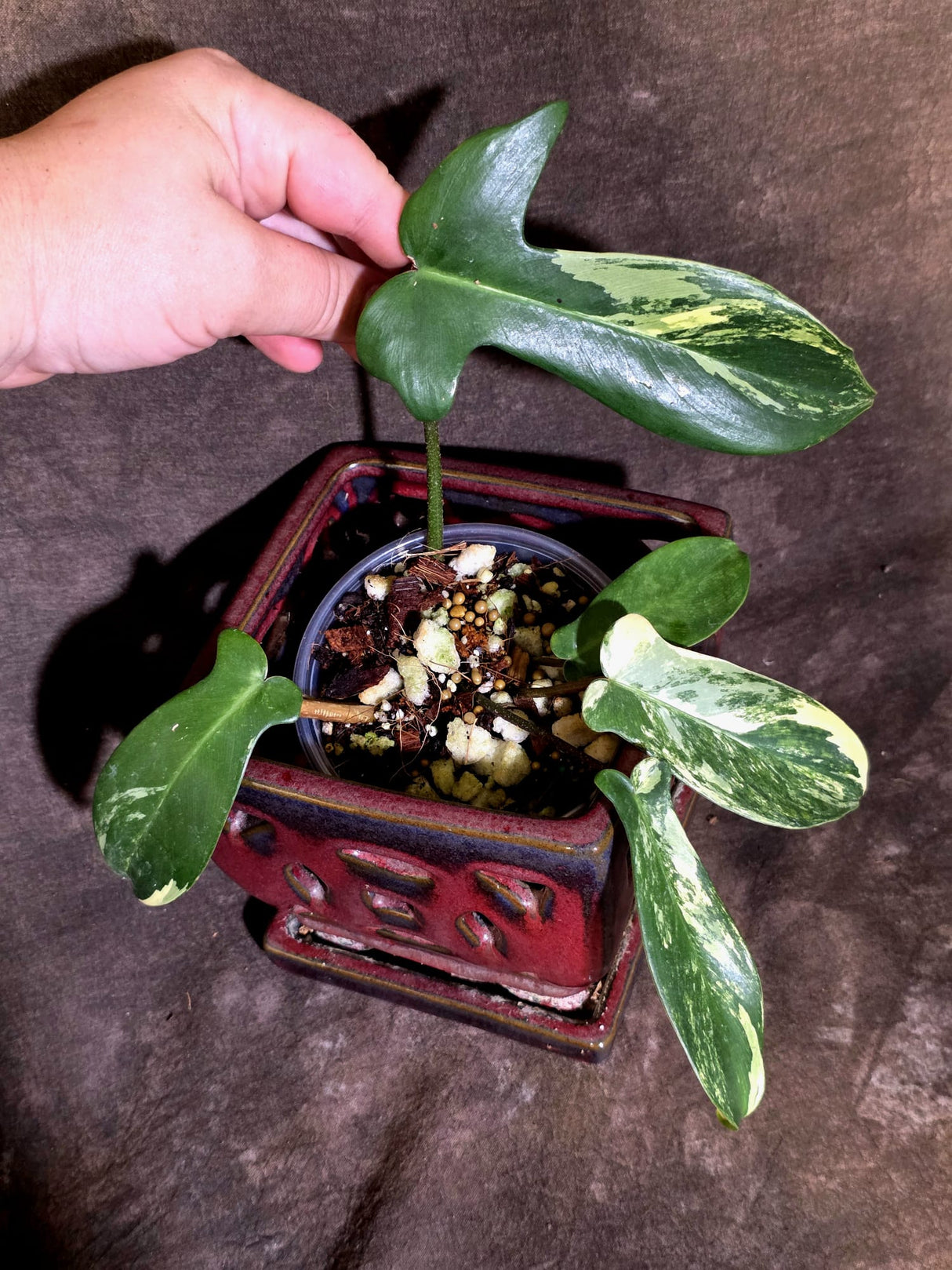Variegated Philodendron Bipennifolium - Exact Plant - (June-30-17)