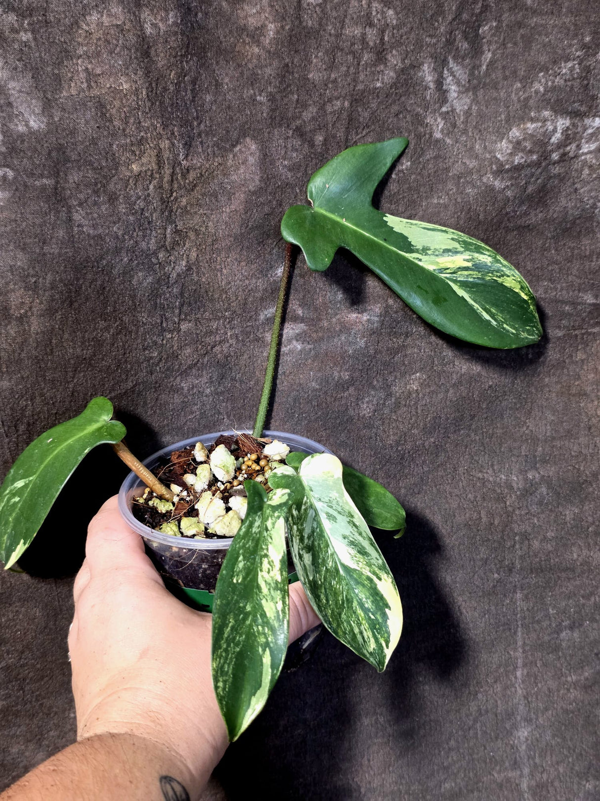 Variegated Philodendron Bipennifolium - Exact Plant - (June-30-17)