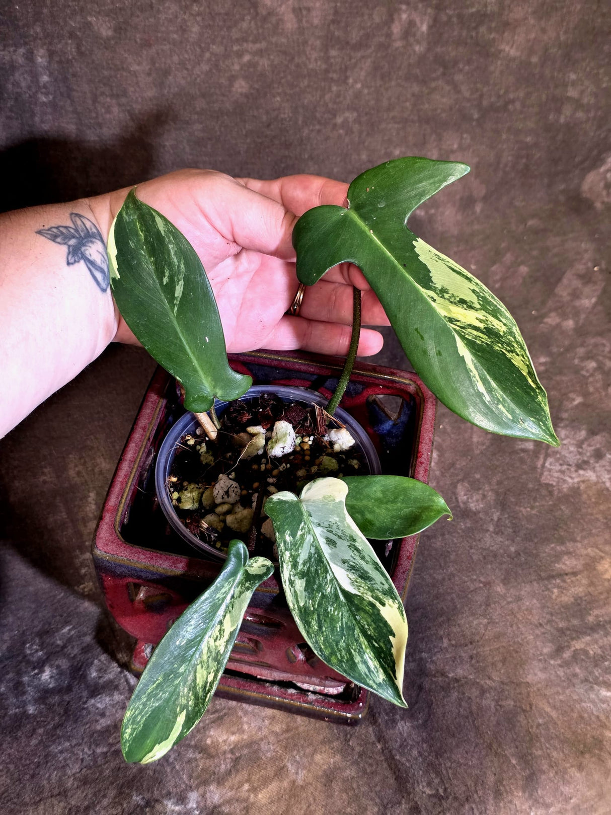 Variegated Philodendron Bipennifolium - Exact Plant - (June-30-17)