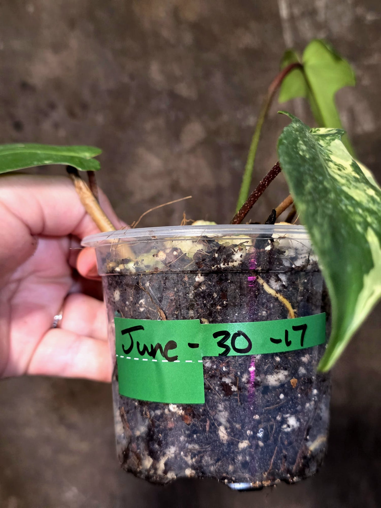 Variegated Philodendron Bipennifolium - Exact Plant - (June-30-17)